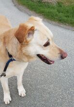HEKTOR, Hund, Mischlingshund in Nordkirchen - Bild 34