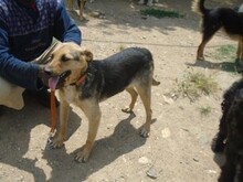 RINKY, Hund, Mischlingshund in Griechenland - Bild 10