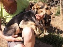RINKY, Hund, Mischlingshund in Griechenland - Bild 11