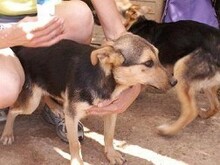 RINKY, Hund, Mischlingshund in Griechenland - Bild 12