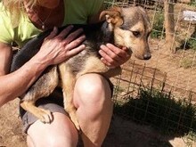 RINKY, Hund, Mischlingshund in Griechenland - Bild 16