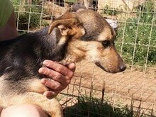 RINKY, Hund, Mischlingshund in Griechenland - Bild 18