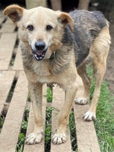 RINKY, Hund, Mischlingshund in Griechenland - Bild 21