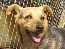 RINKY, Hund, Mischlingshund in Griechenland - Bild 4
