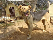 RINKY, Hund, Mischlingshund in Griechenland - Bild 6