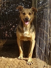 RINKY, Hund, Mischlingshund in Griechenland - Bild 7