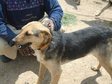RINKY, Hund, Mischlingshund in Griechenland - Bild 8