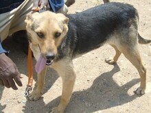 RINKY, Hund, Mischlingshund in Griechenland - Bild 9