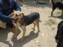 RINKY, Hund, Mischlingshund in Merzig - Bild 10