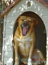 RIMO, Hund, Mischlingshund in Griechenland - Bild 2