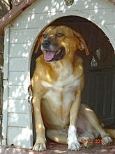 RIMO, Hund, Mischlingshund in Griechenland - Bild 3