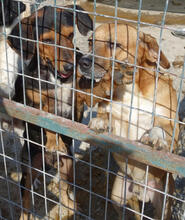 RIMO, Hund, Mischlingshund in Griechenland - Bild 4