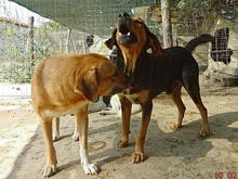RIMO, Hund, Mischlingshund in Griechenland - Bild 5