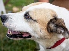 TRYFON, Hund, Mischlingshund in Griechenland - Bild 3