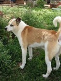 TRYFON, Hund, Mischlingshund in Griechenland - Bild 6