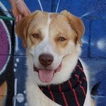 SEBASTIAN, Hund, Mischlingshund in Spanien - Bild 1