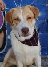 SEBASTIAN, Hund, Mischlingshund in Spanien - Bild 5