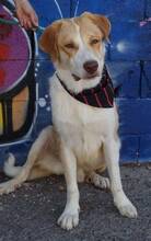 SEBASTIAN, Hund, Mischlingshund in Spanien - Bild 6