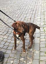 DIESEL, Hund, Mischlingshund in Berlin - Bild 2