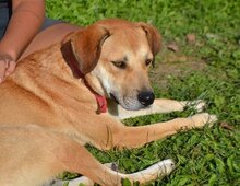 TAYLOR, Hund, Mischlingshund in Griechenland - Bild 11