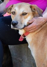TAYLOR, Hund, Mischlingshund in Griechenland - Bild 18