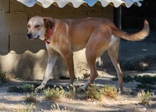TAYLOR, Hund, Mischlingshund in Griechenland - Bild 20