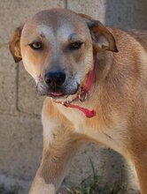 TAYLOR, Hund, Mischlingshund in Griechenland - Bild 21
