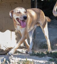 TAYLOR, Hund, Mischlingshund in Griechenland - Bild 22