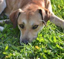 TAYLOR, Hund, Mischlingshund in Griechenland - Bild 8