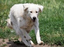 VERDI, Hund, Kuvasz in Ungarn - Bild 1