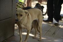 FAHEJ, Hund, Mischlingshund in Ungarn - Bild 1