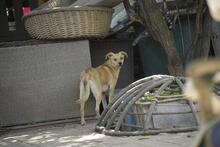FAHEJ, Hund, Mischlingshund in Ungarn - Bild 2