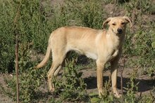 FAHEJ, Hund, Mischlingshund in Ungarn - Bild 5