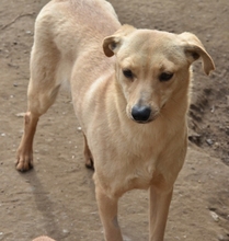 FAHEJ, Hund, Mischlingshund in Ungarn - Bild 6