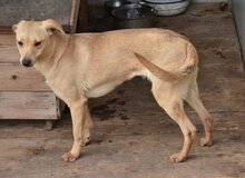 FAHEJ, Hund, Mischlingshund in Ungarn - Bild 7
