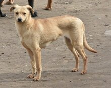FAHEJ, Hund, Mischlingshund in Ungarn - Bild 8
