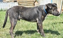 TANGO, Hund, Mischlingshund in Ungarn - Bild 4