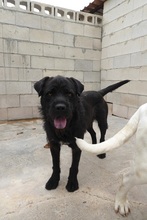 YOLO, Hund, Schnauzer-Labrador-Mix in Spanien - Bild 4