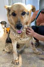 MAUS, Hund, Mischlingshund in Rumänien - Bild 2