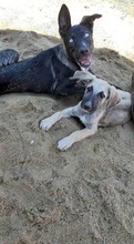 NEOKLIS, Hund, Mischlingshund in Griechenland - Bild 3