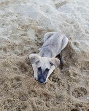 NEOKLIS, Hund, Mischlingshund in Griechenland - Bild 4