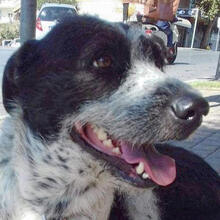 DELON, Hund, Mischlingshund in Griechenland - Bild 1