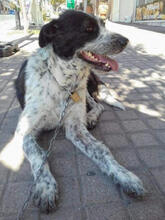 DELON, Hund, Mischlingshund in Griechenland - Bild 11