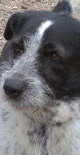 DELON, Hund, Mischlingshund in Griechenland - Bild 2