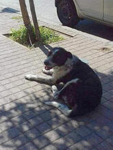 DELON, Hund, Mischlingshund in Griechenland - Bild 7