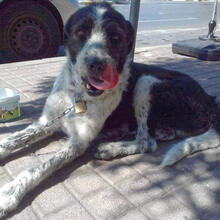 DELON, Hund, Mischlingshund in Griechenland - Bild 8