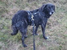 NEMMO, Hund, Mischlingshund in Steyerberg - Bild 1