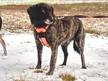 NEMMO, Hund, Mischlingshund in Steyerberg - Bild 10