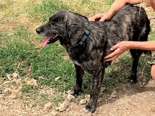 NEMMO, Hund, Mischlingshund in Steyerberg - Bild 13