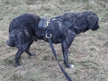 NEMMO, Hund, Mischlingshund in Steyerberg - Bild 2